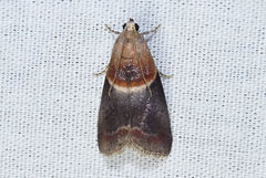 Acrobasis demotella