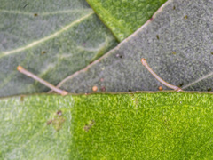 Crypsiphona ocultaria