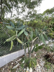 Consolea moniliformis