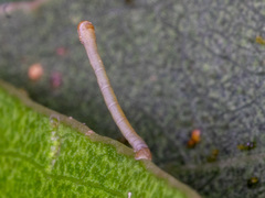 Crypsiphona ocultaria