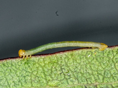 Crypsiphona ocultaria