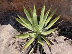 Agave aurea aurea