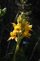 Chloraea gavilu