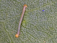 Crypsiphona ocultaria