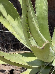 Agave aurea aurea