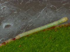 Crypsiphona ocultaria