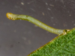 Crypsiphona ocultaria