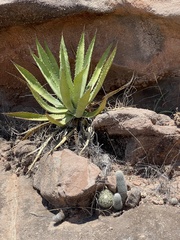 Agave aurea aurea