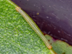 Crypsiphona ocultaria