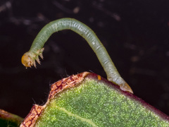 Crypsiphona ocultaria