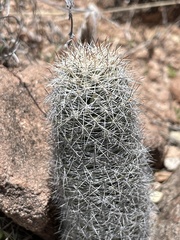 Mammillaria phitauiana