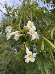 Amphilophium lactiflorum