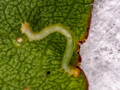 Crypsiphona ocultaria