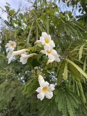 Amphilophium lactiflorum