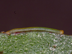 Crypsiphona ocultaria