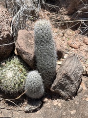 Mammillaria phitauiana
