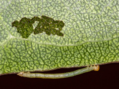 Crypsiphona ocultaria