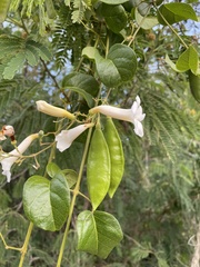 Amphilophium lactiflorum