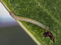 Crypsiphona ocultaria