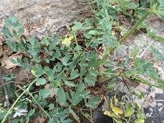 Thalictrum minus saxatile