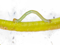 Crypsiphona ocultaria