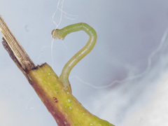 Crypsiphona ocultaria