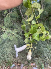 Amphilophium lactiflorum