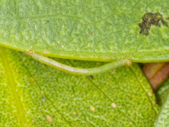 Crypsiphona ocultaria