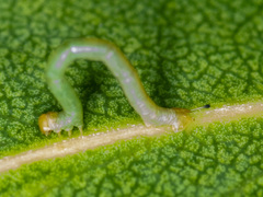 Crypsiphona ocultaria