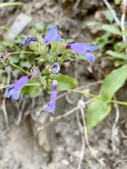 Penstemon anguineus