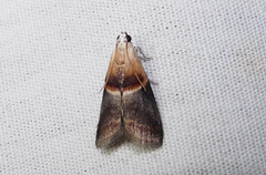 Acrobasis demotella