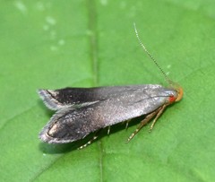 Anacampsis nonstrigella