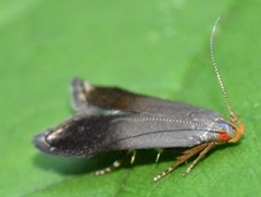 Anacampsis nonstrigella