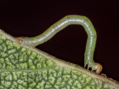 Crypsiphona ocultaria