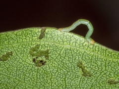 Crypsiphona ocultaria