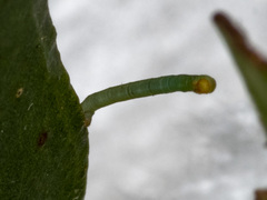 Crypsiphona ocultaria