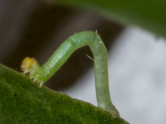 Crypsiphona ocultaria