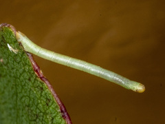 Crypsiphona ocultaria