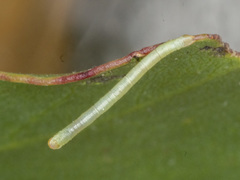 Crypsiphona ocultaria