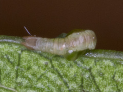 Crypsiphona ocultaria