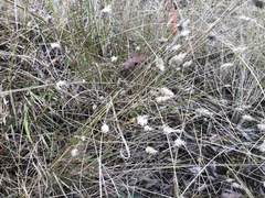 Enneapogon nigricans