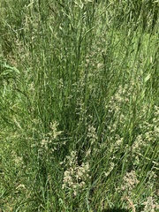 Poa sylvestris
