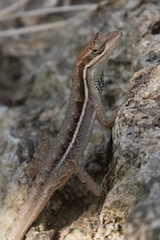 Anolis auratus