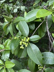 Zanthoxylum schreberi