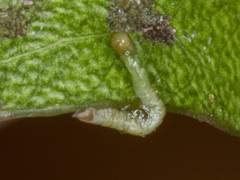 Crypsiphona ocultaria