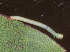 Crypsiphona ocultaria