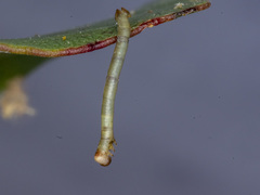 Crypsiphona ocultaria