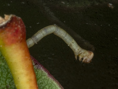 Crypsiphona ocultaria