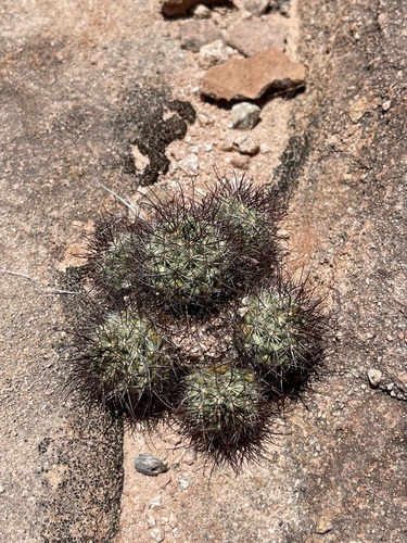 Schummann's Nipple Cactus