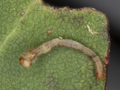 Crypsiphona ocultaria